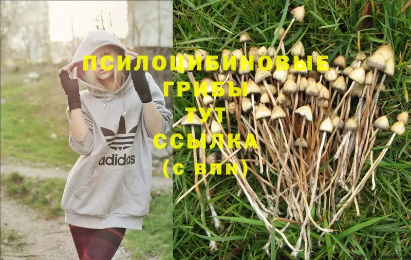 Псилоцибиновые грибы Magic Shrooms  ОМГ ОМГ ТОР  Карасук 