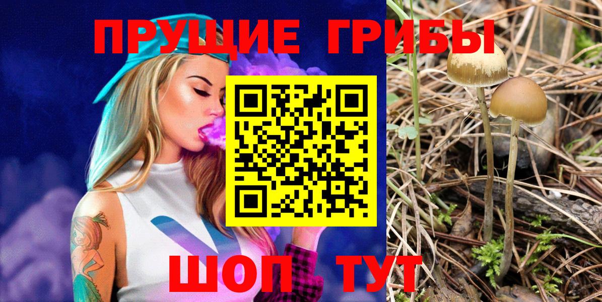 Галлюциногенные грибы прущие грибы  Карасук  Галлюциногенные грибы Cubensis 